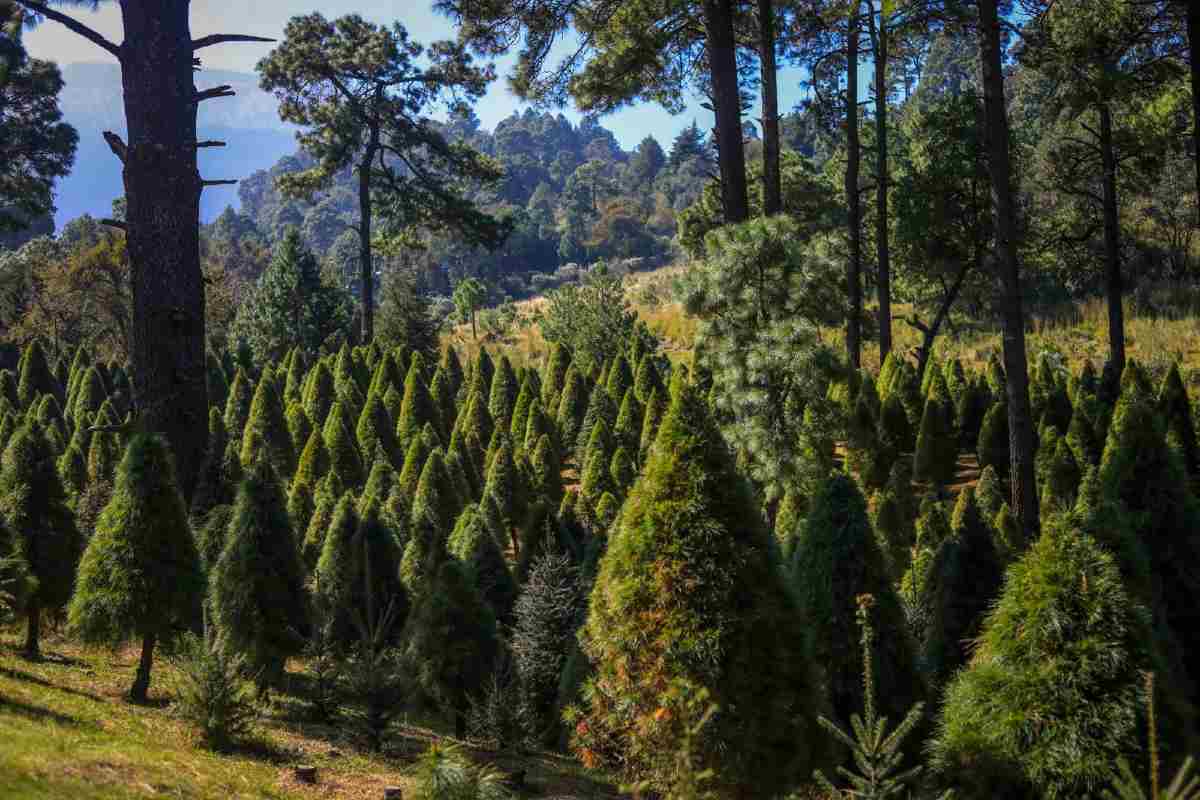 ¿Dónde comprar un árbol de Navidad natural en CDMX? Estos lugares son seguros y certificados