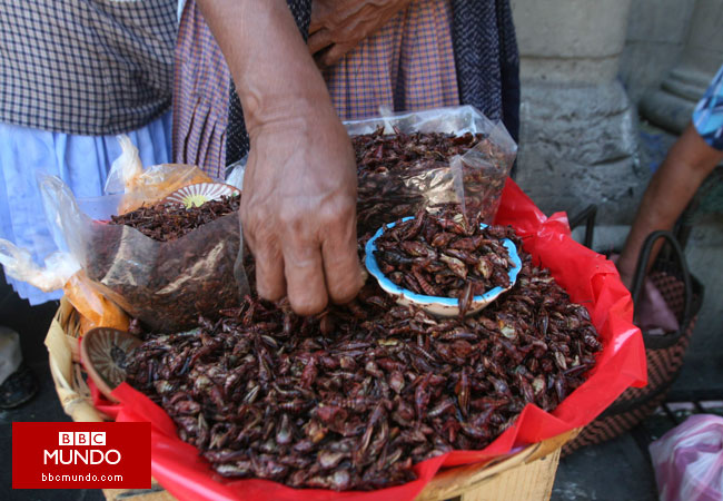 ONU: “Comer más insectos podría ayudar a combatir el hambre”