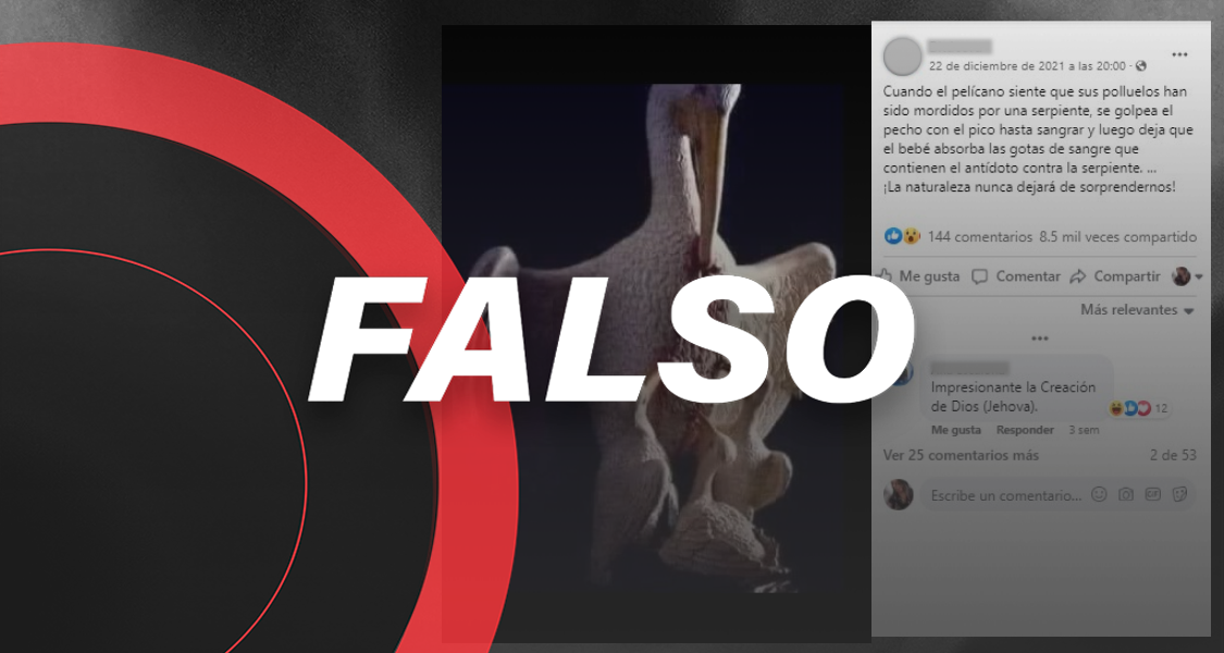 Los pelícanos no sangran su pecho para curar a sus crías, como dicen en redes