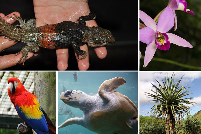 Las 372 especies que México debe conservar