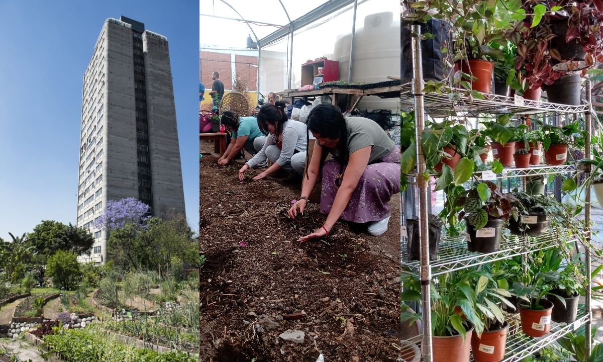 *Huertos urbanos en la CDMX* de los que puedes consumir y aprender