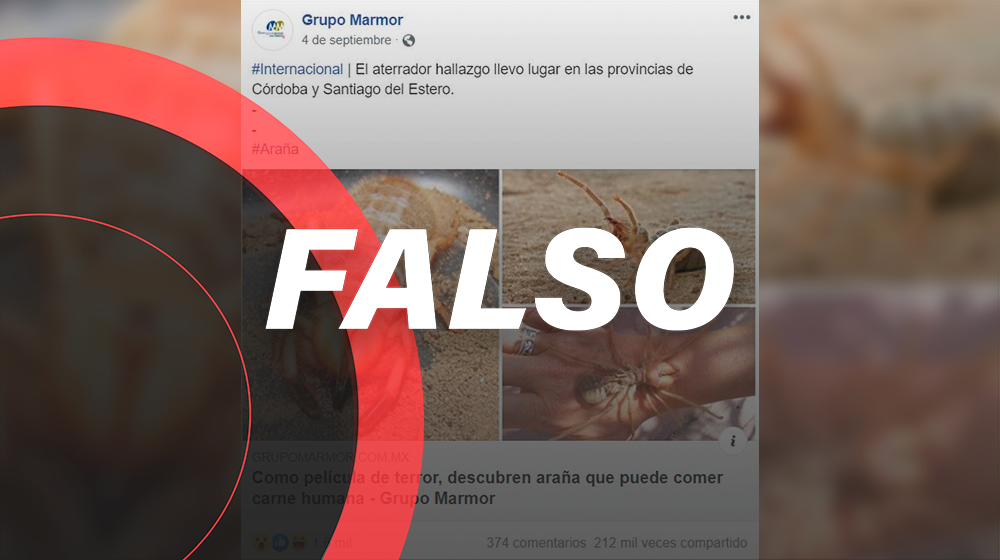 ¡Relájate! Este bicho ni es araña, ni come carne humana