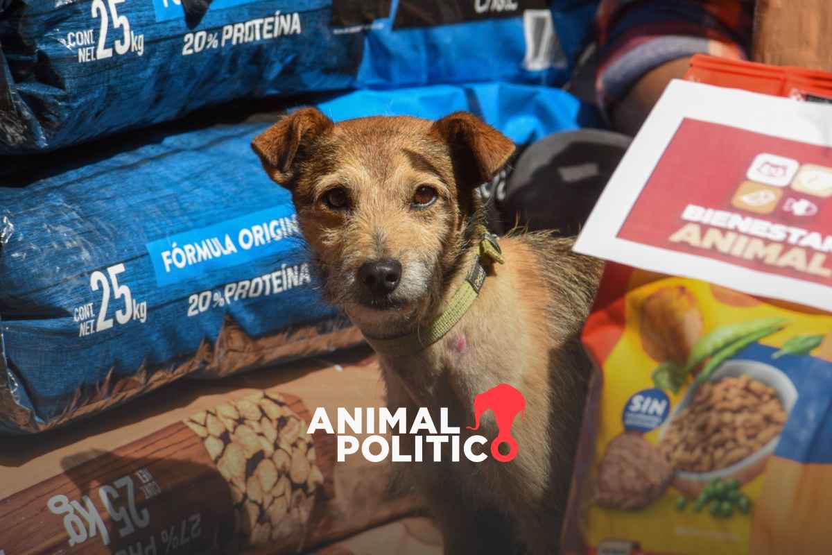 Proponen eliminar IVA en alimentos y medicinas para mascotas y deducir gastos veterinarios