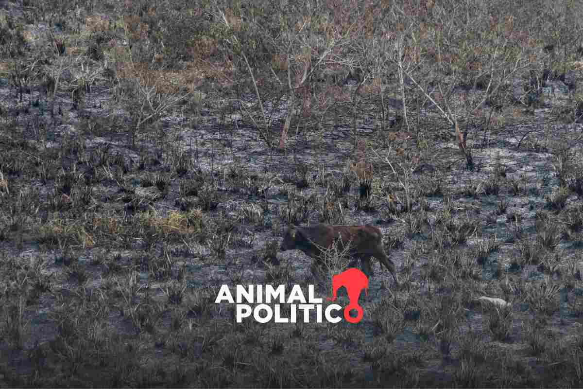 Declaran emergencia hídrica por escasez de agua en Sonora; hay 44 municipios en sequía extrema