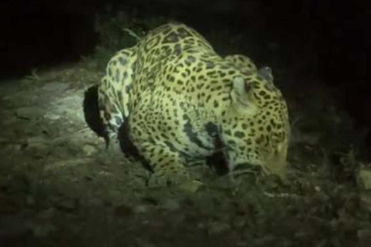 erik-saracho-amenazas-defender-selva-jaguar-intento-asesinato-3