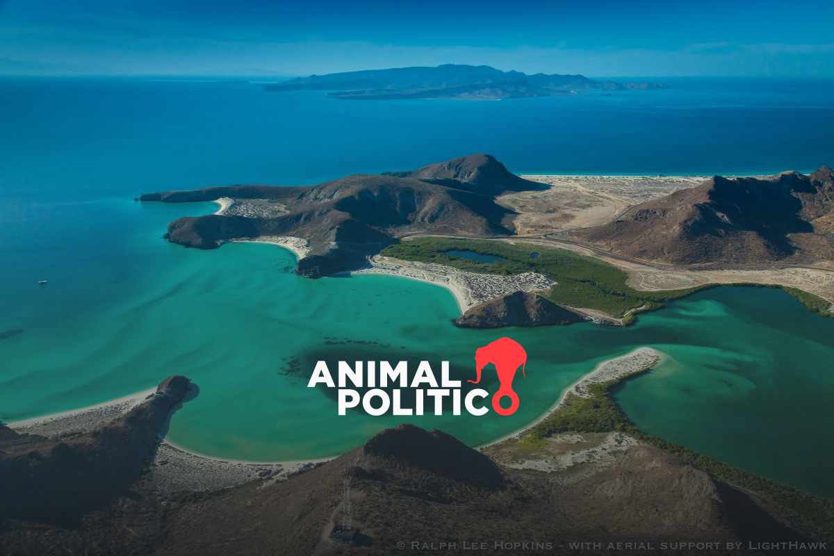 Trece especies del Golfo de California se encuentran en deterioro: informe del N-Gen