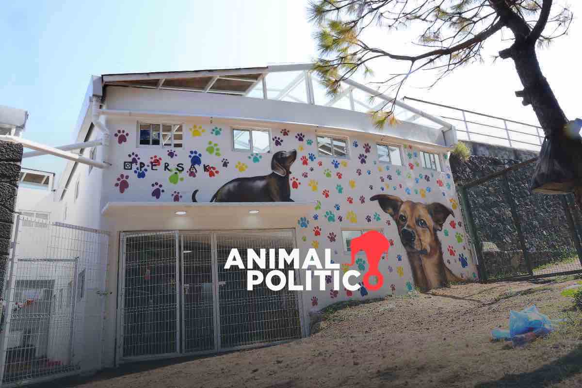 Gobierno de la CDMX asegura en el Ajusco atención a 304 perros rescatados del Refugio Franciscano