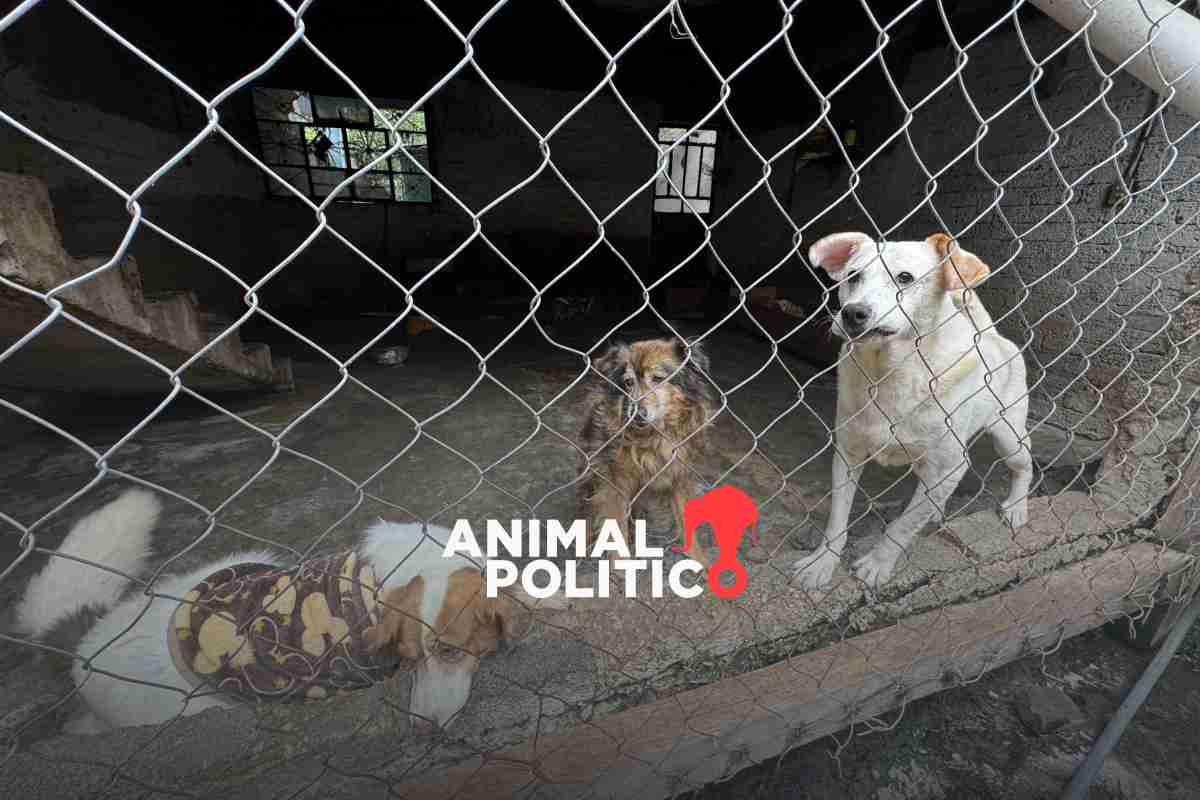 “Ni los animales se libran del cártel”: albergue Pergatuzoo en Edomex denuncia extorsión del crimen