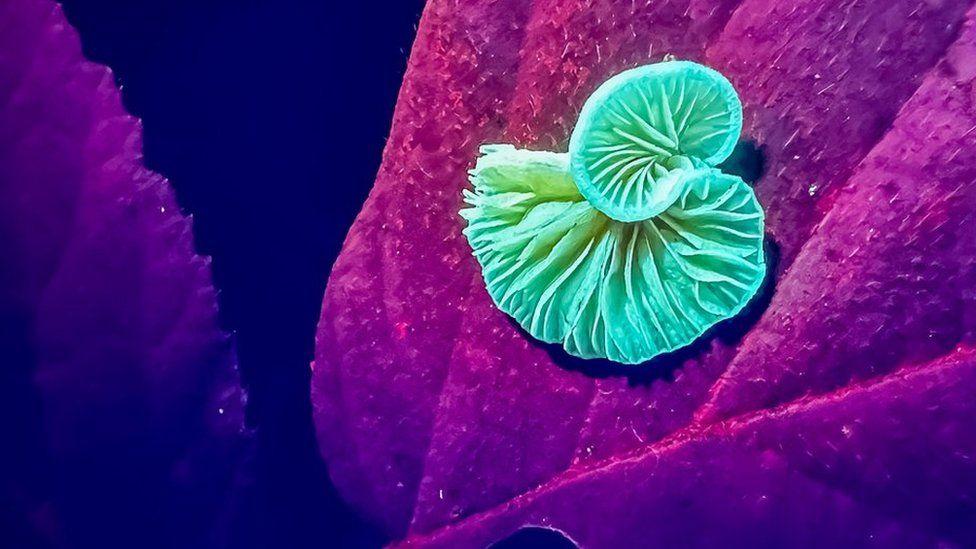 Las increíbles imágenes de un bosque bajo rayos ultravioleta