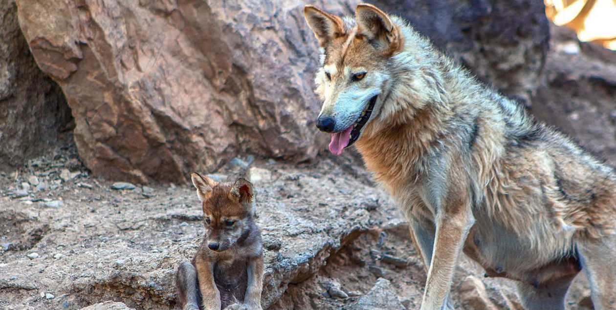 El *lobo mexicano* ya no está extinto... pero eso no lo pone a salvo