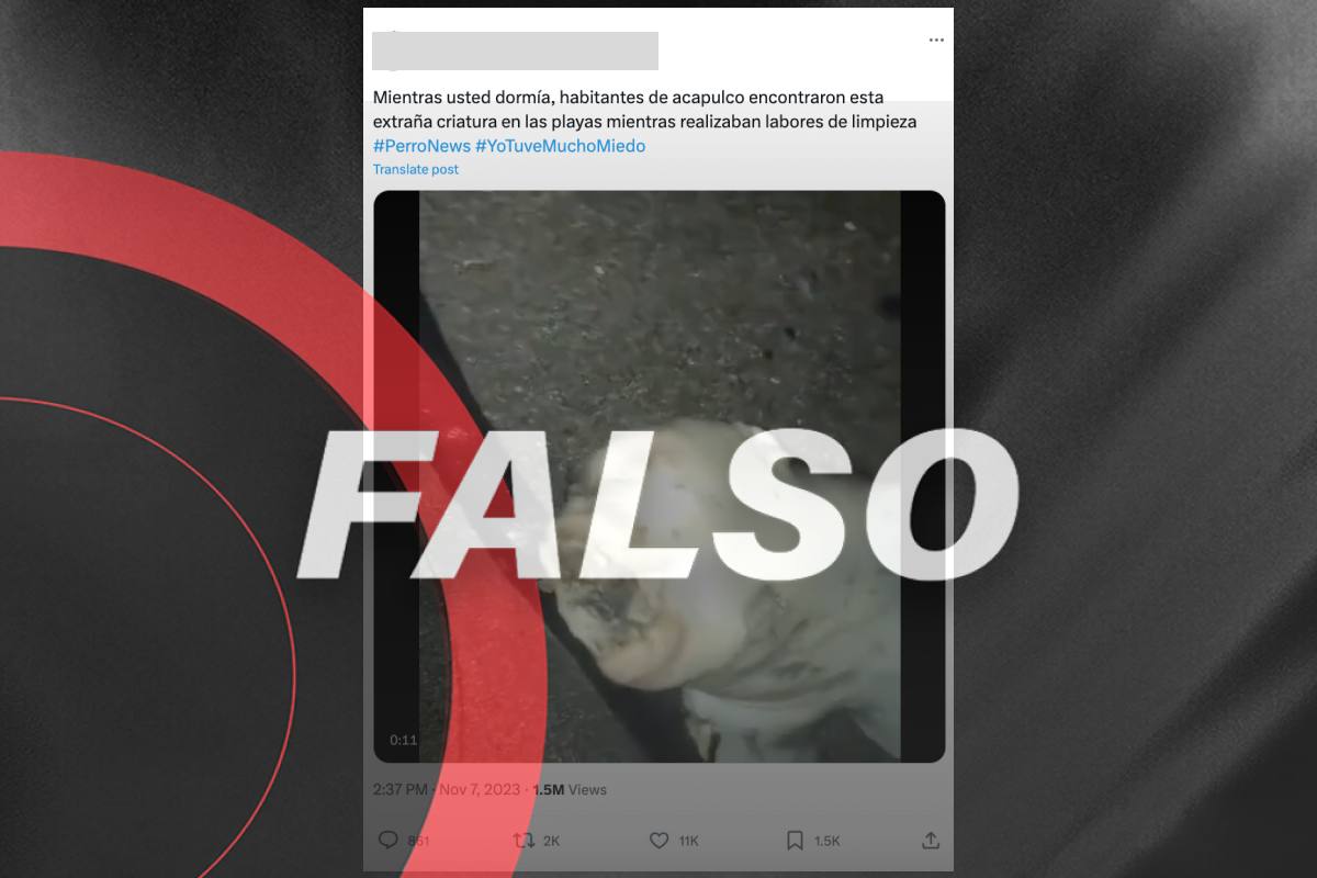 ¿Una "extraña criatura" marina en Acapulco luego de Otis? Falso, el video circula desde 2020