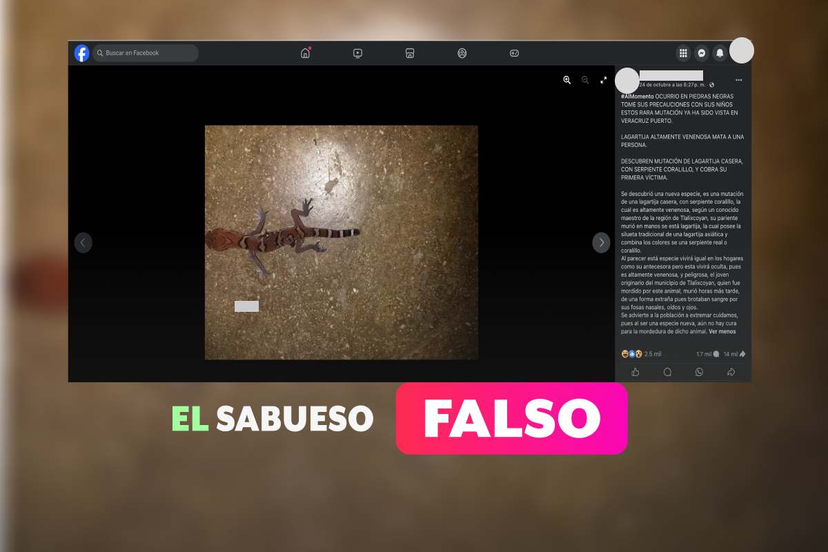 ¿Lagartija-coralillo? Falso que exista esta mutación y que pueda matar 