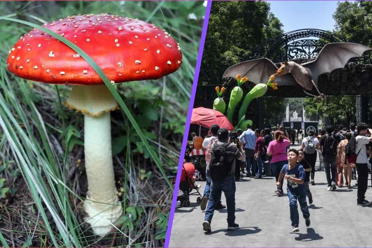¡Hongos gigantes en Chapultepec! Llega el Festival del Bosque 2025