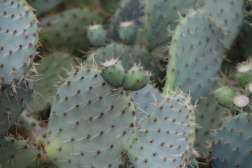 #MéxicoPopular Tres #RECETAS de la cocina otomí de Querétaro
