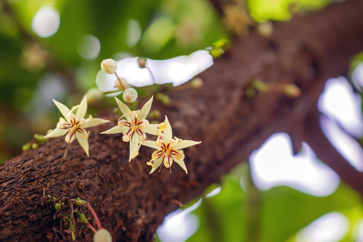 Macro de cacao flores (Theobroma cacao) en el primer plano del tronco del árbol en crecimiento, flores de cacao en el árbol de cacao