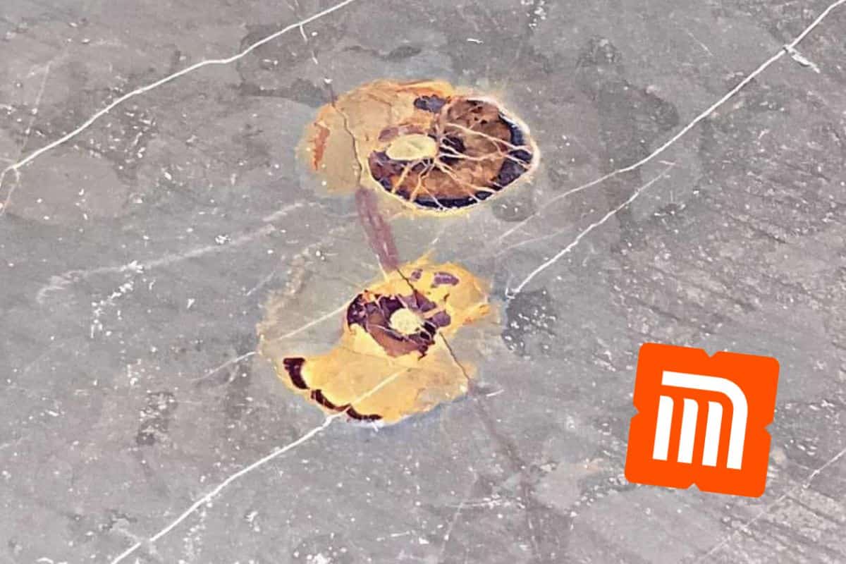 ¡Mira dónde pisas! Descubre los fósiles marinos en el Metro de la CDMX