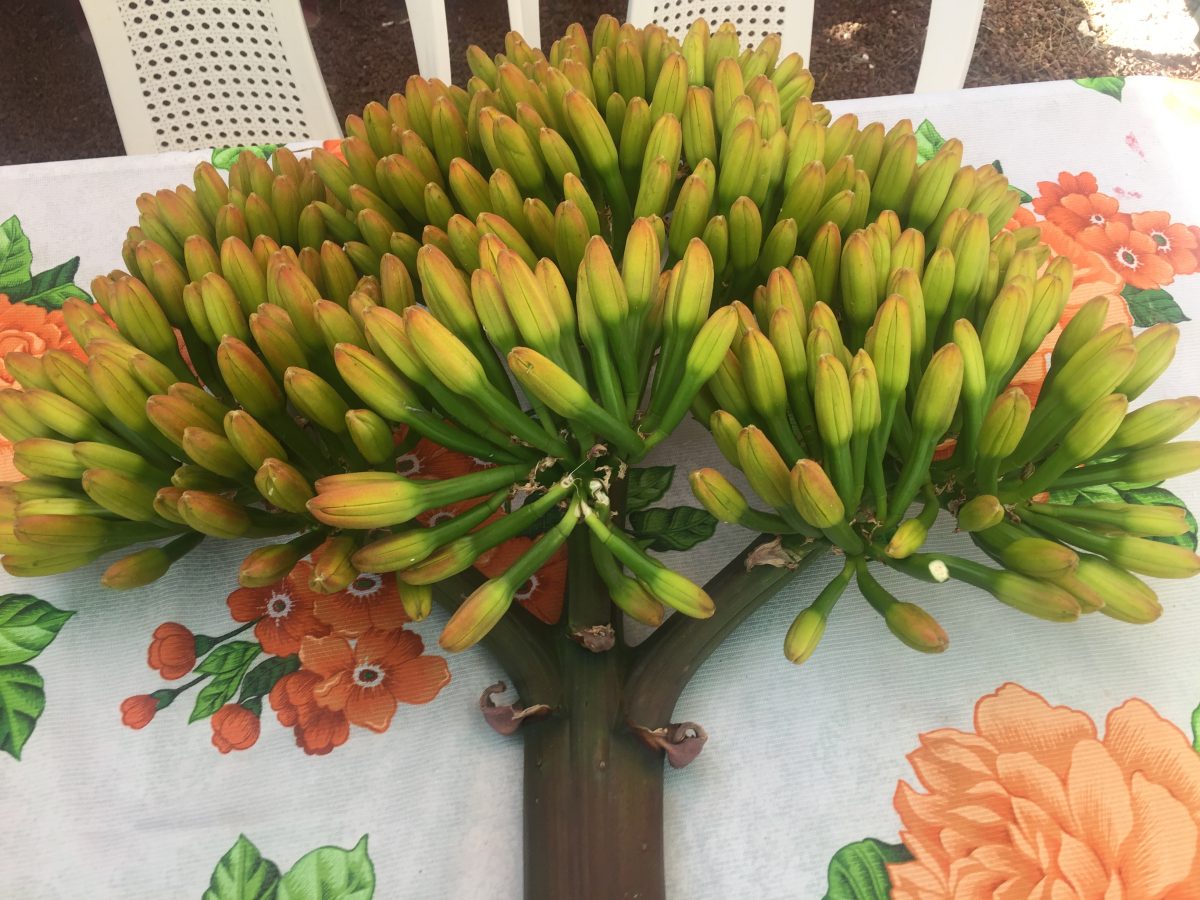 Flor de maguey: la joya vegetal del centro de México