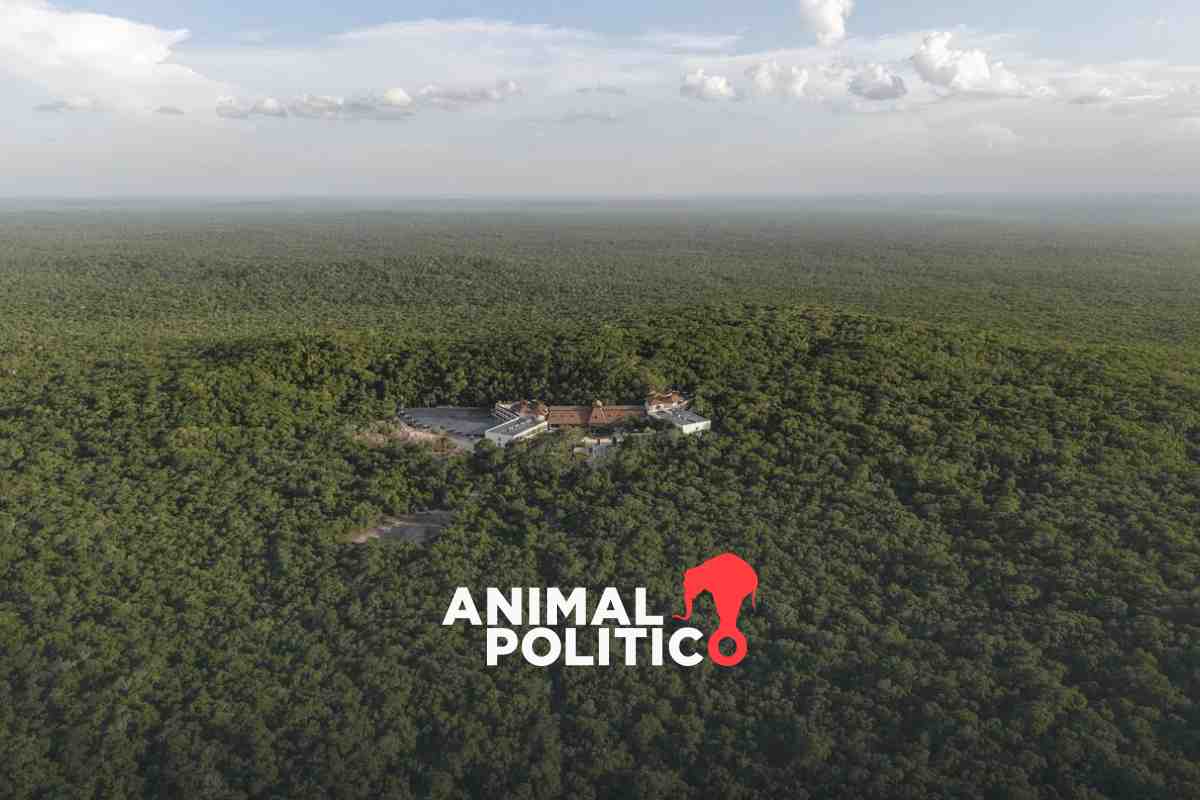 La Gran Selva Maya será un corredor biocultural, pese a la ampliación del Tren Maya en Guatemala