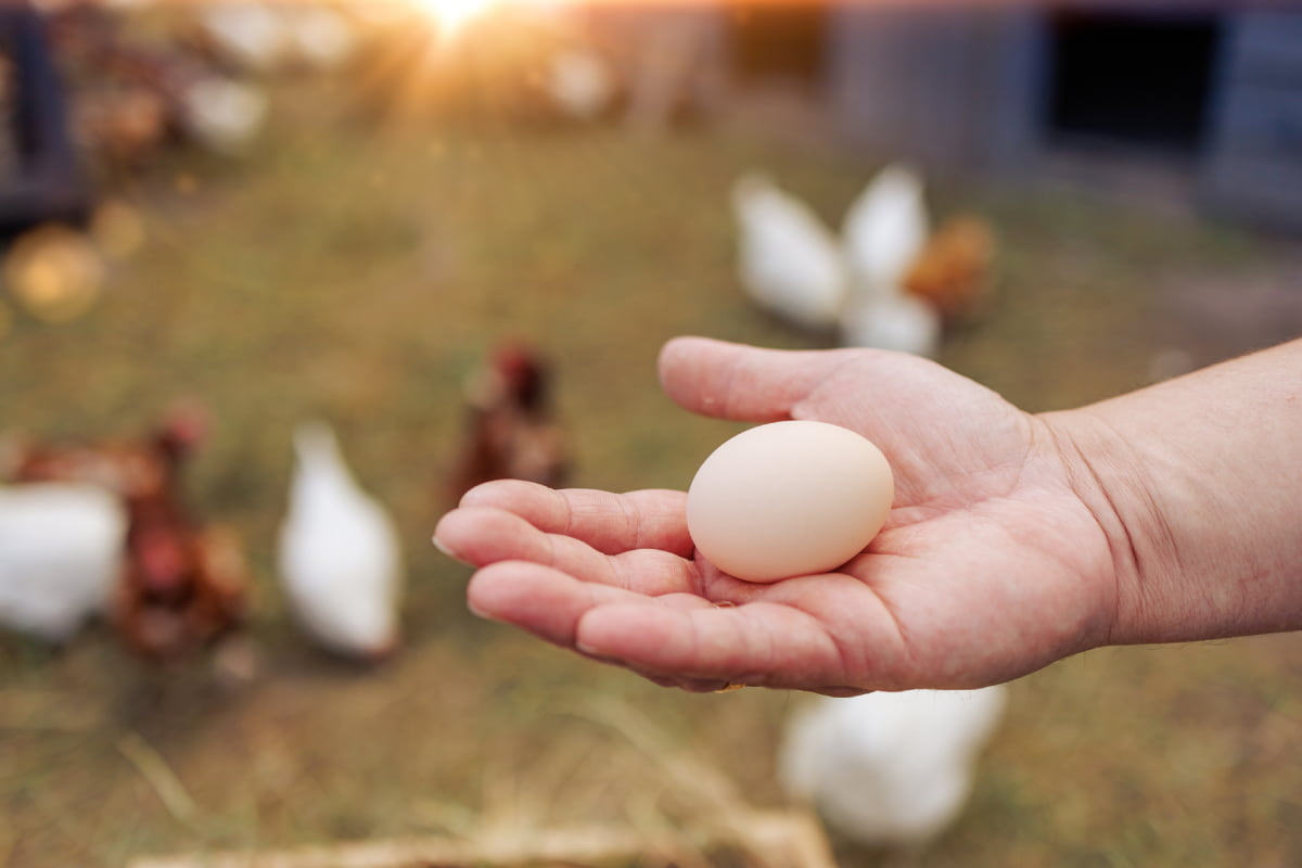 Persona mostrando un huevo de gallina en una granja.