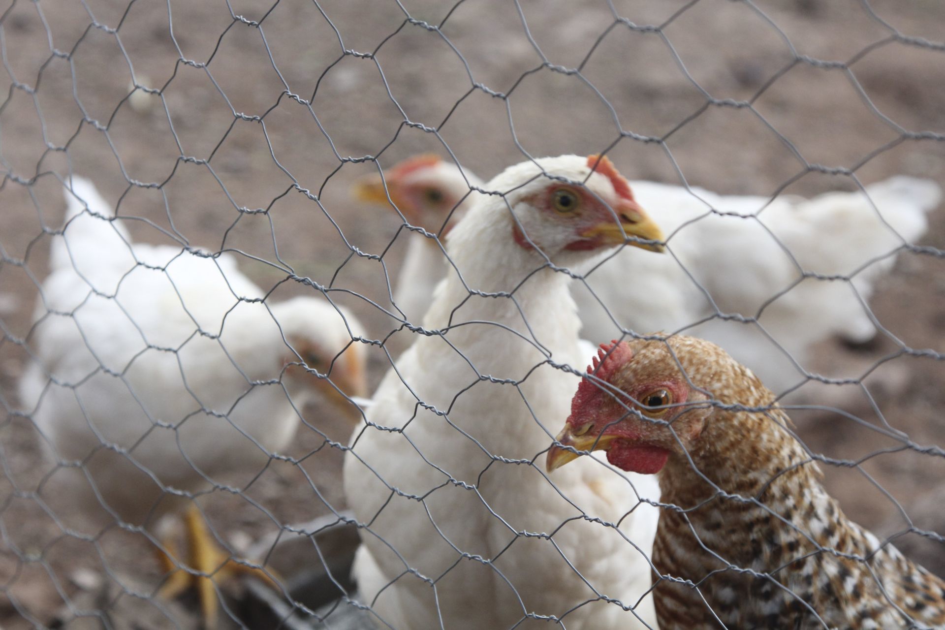 México detecta circulación de gripe aviar H5N1 en granja de Nuevo León