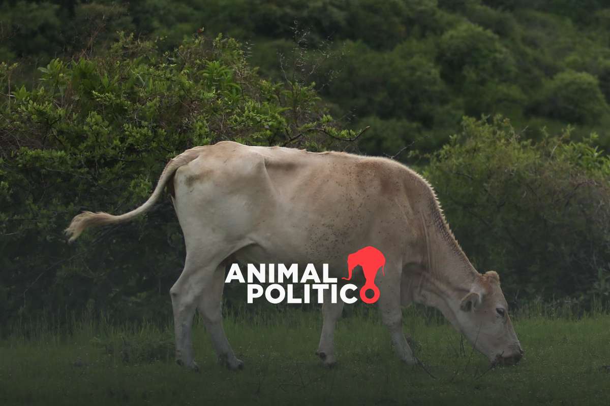 México y EU lanzan campaña educativa conjunta contra el gusano barrenador; hay 733 casos activos