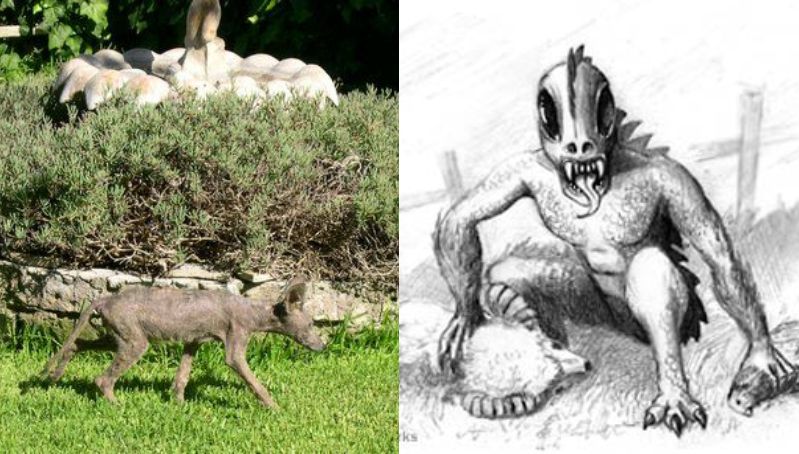 De criatura casi alienígena a estrella de Netflix: así ha sido el absurdo camino del Chupacabras