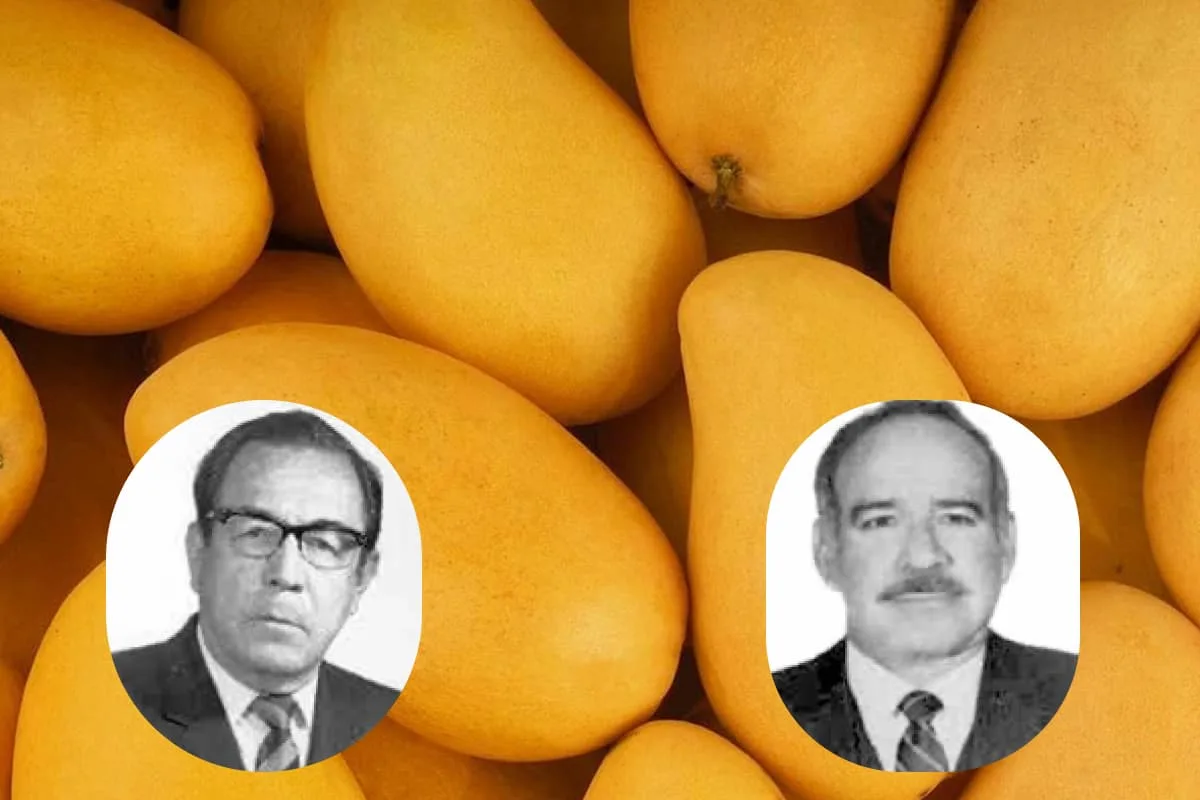 ¿Por qué se le llama Mango Ataulfo?