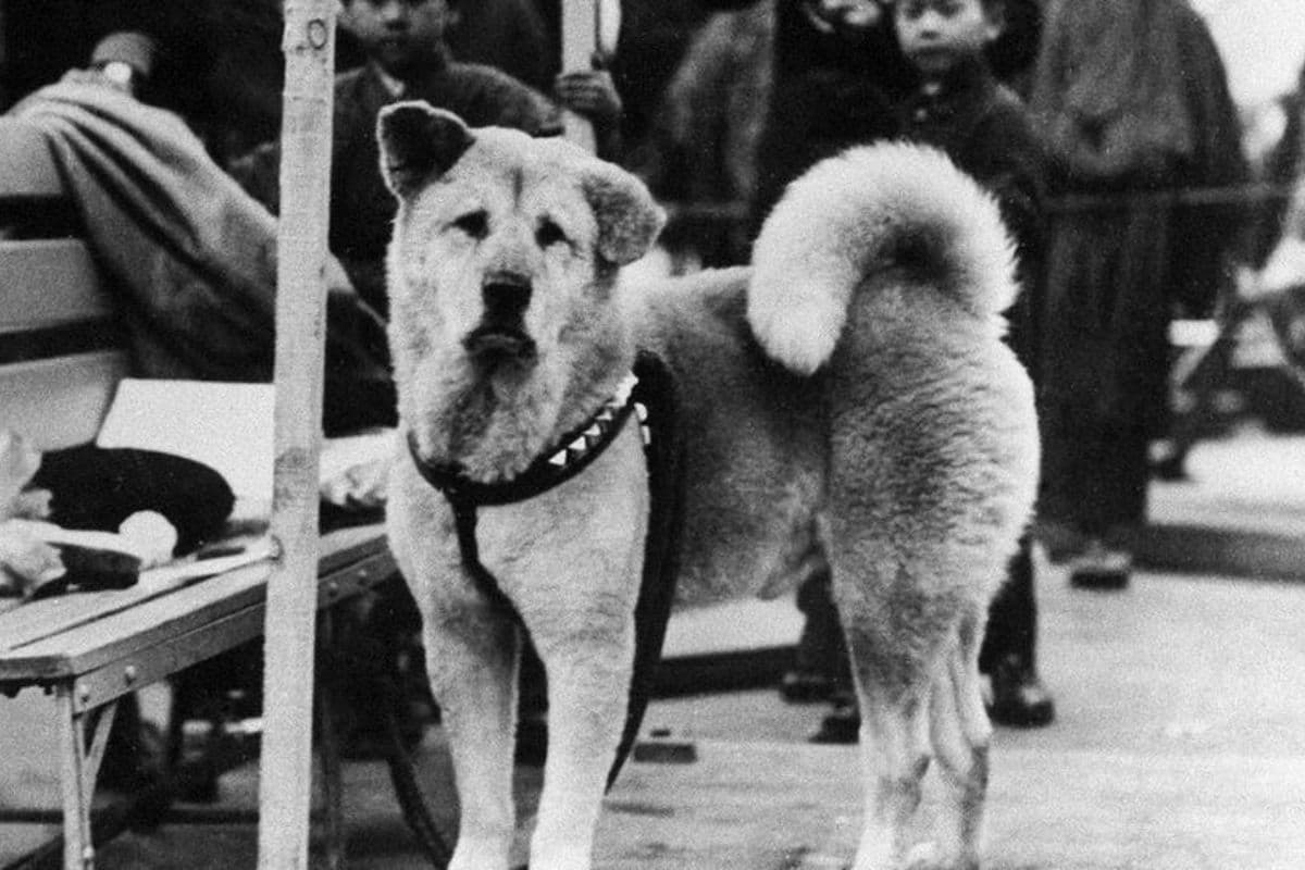 La emotiva historia de Hachiko, el “perro más fiel del mundo” que cumple 100 años