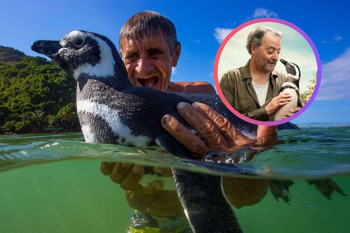 La increíble historia real de 'Mi amigo el pingüino', la película con Jean Reno y Adriana Barraza