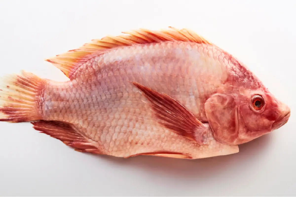 ¿Qué es la papada de pescado o cococha? Una joya culinaria que pocos conocen