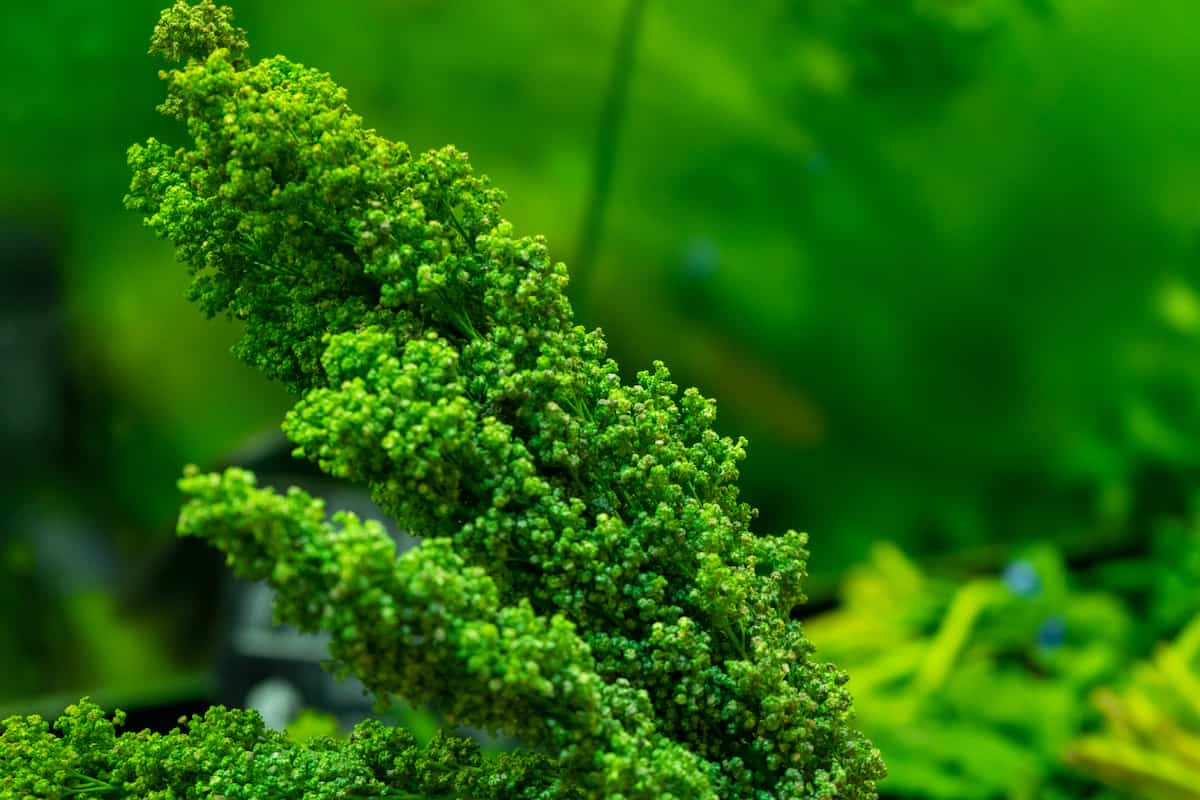 huauzontle beneficios