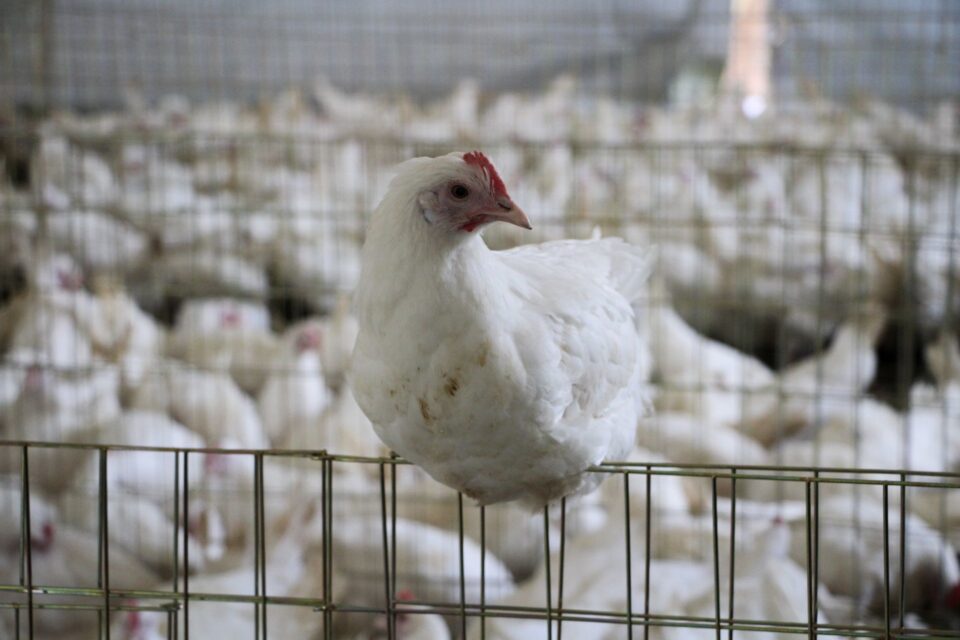 Sube precio del huevo porque "gallinas ponen menos en invierno", explica titular de Profeco