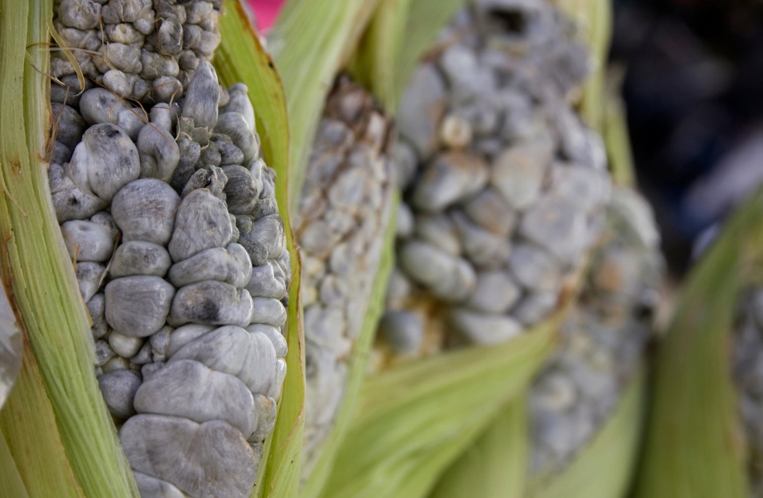 Breve historia del huitlacoche, su origen y dónde comerlo