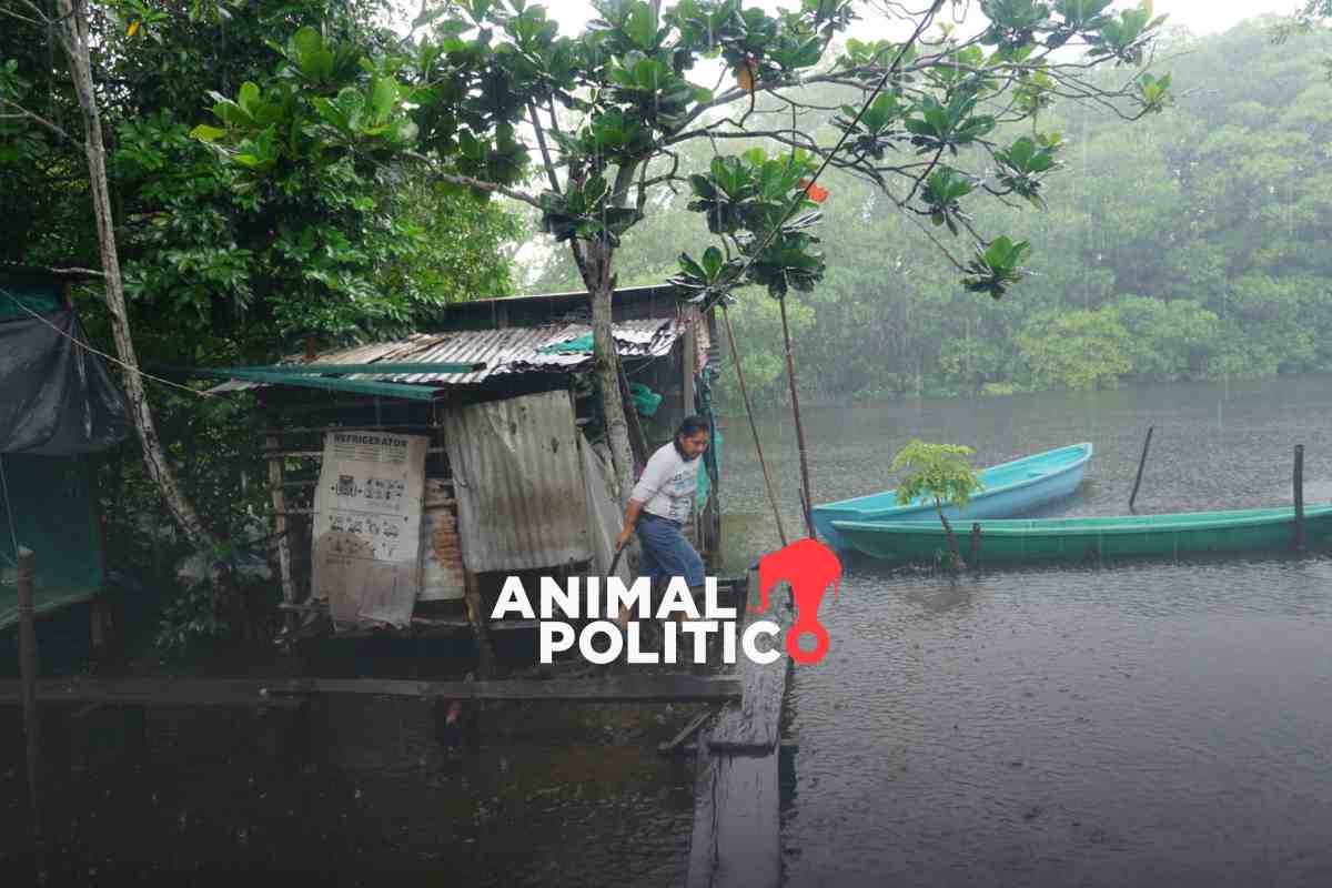 Familias que viven sobre el humedal más grande de México luchan por rescatar el manglar