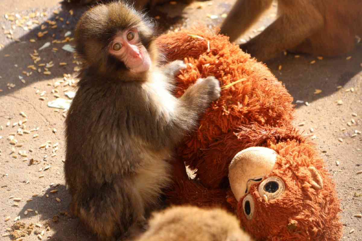 Punch, el changuito que está causando furor, ternura y una que otra lágrima en internet