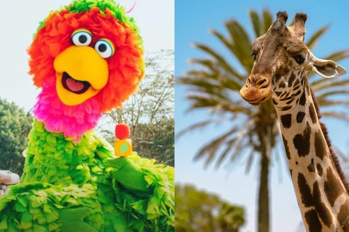 Abelardo de Plaza Sésamo fue a Africam Safari para conocer a la jirafa Benito: así fue el encuentro