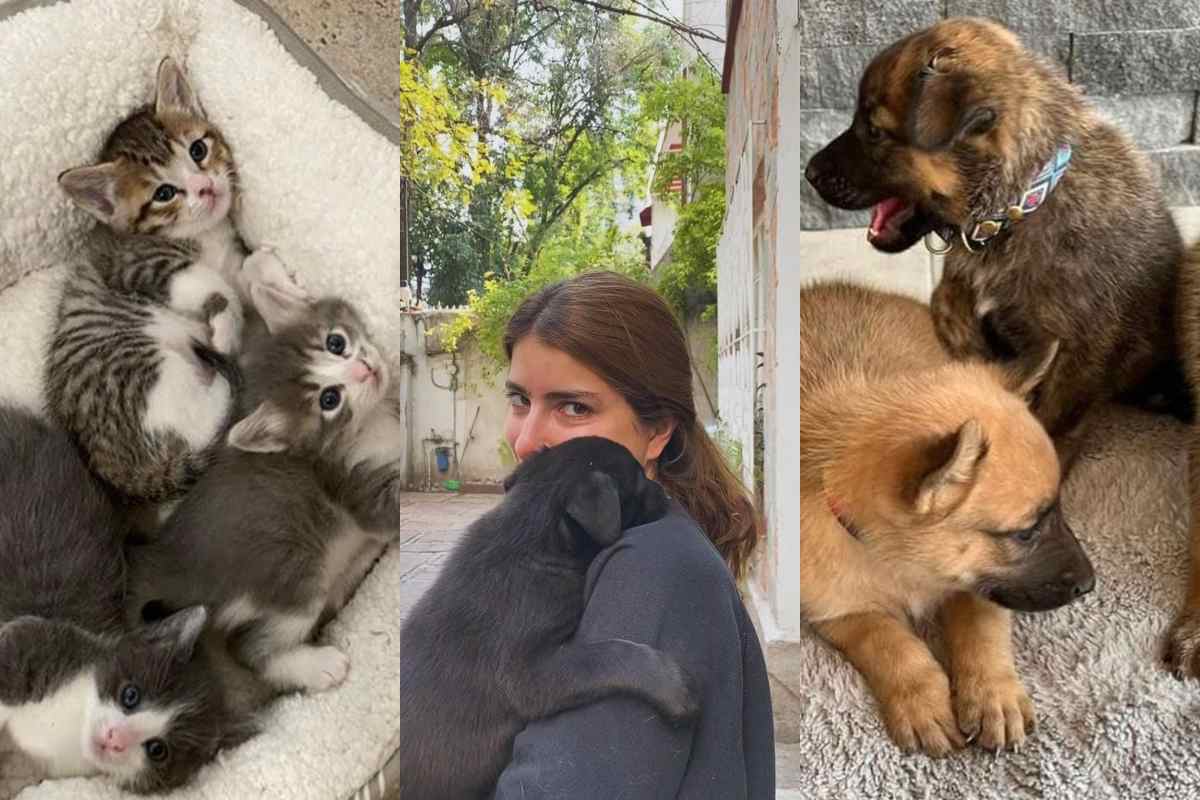 Conoce ‘Rescatalandia’, un proyecto de rescate animal creado con amor