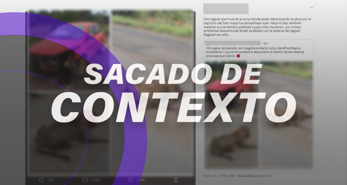 Fotos de jaguar atropellado son de 2016, aunque en febrero se reportó un hecho similar en México