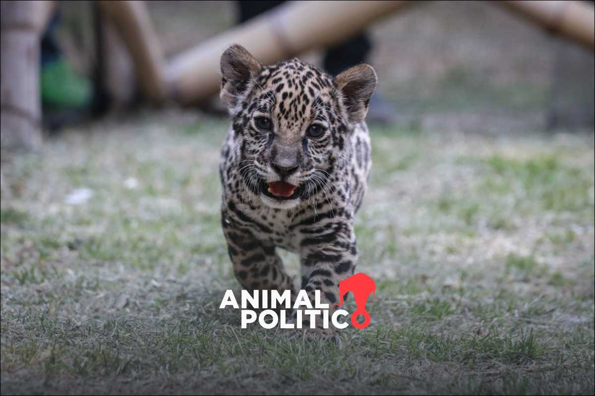 Plan de Acción para el jaguar reúne a 18 países y cubre toda su zona de distribución