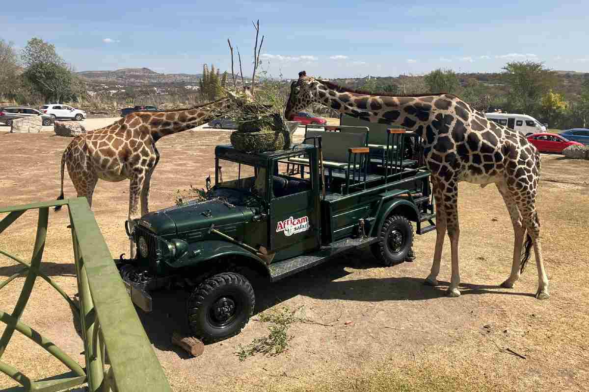 Así es la vida de la jirafa Benito en Puebla, a un año de su rescate en Africam Safari