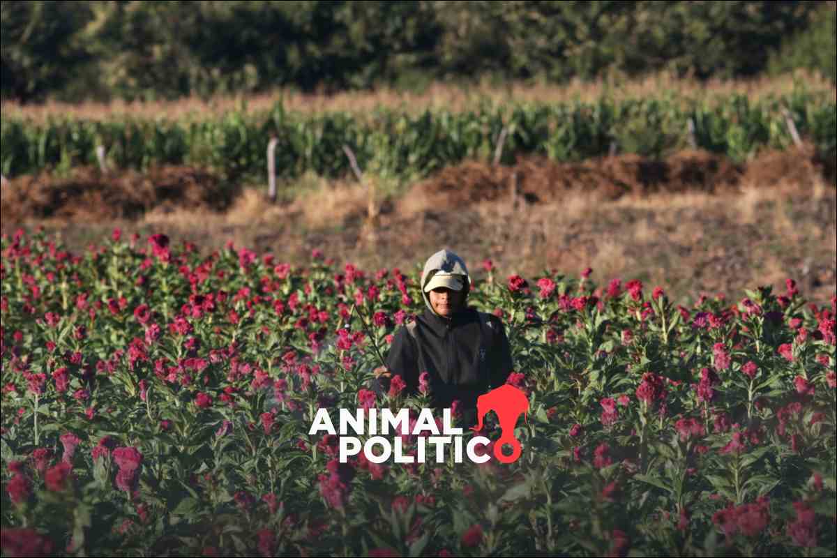 “Sembrar el cambio, posible y necesario”: jornaleras exigen regular contratación y seguridad social