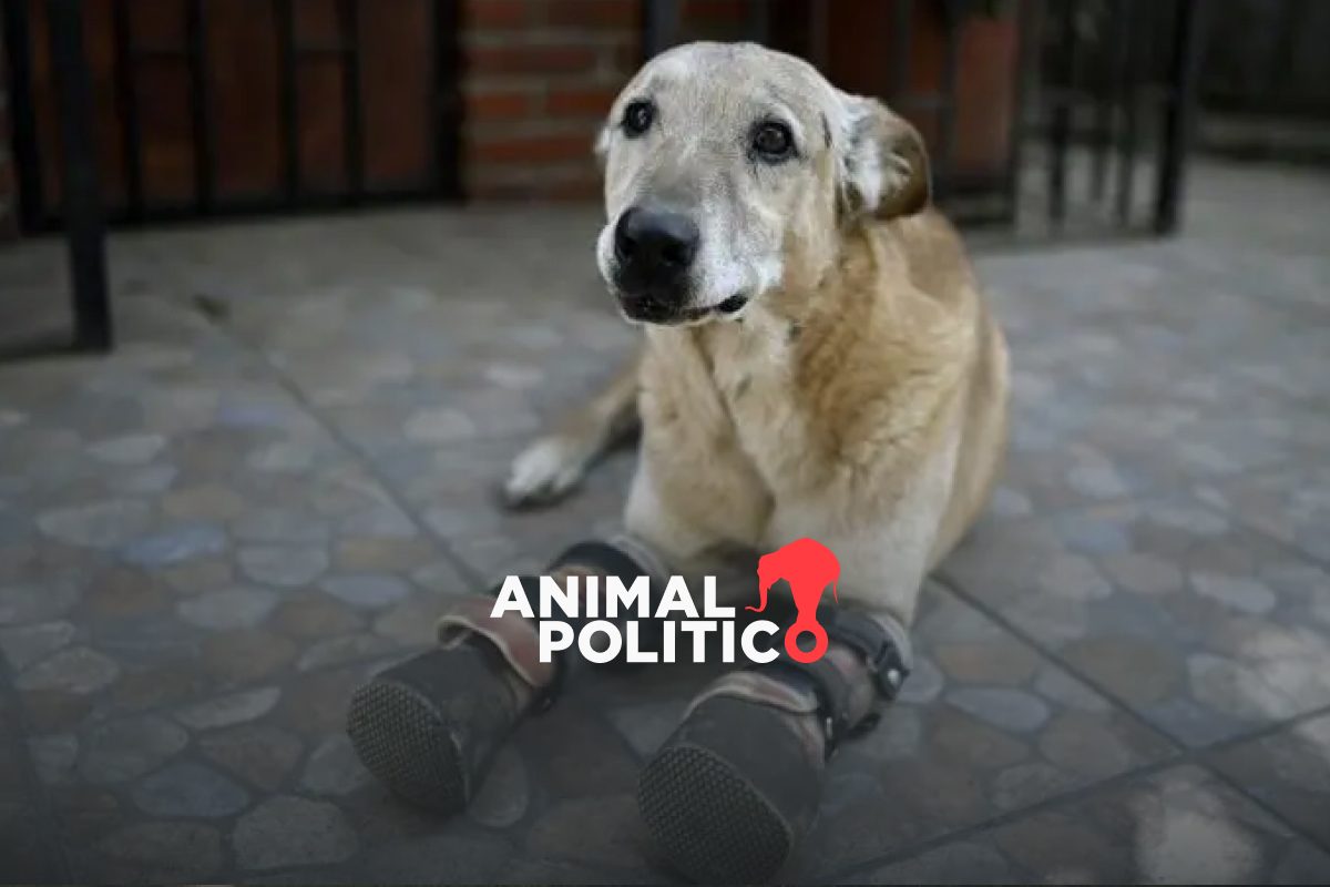 Ley Pay de Limón: perrito mutilado por el crimen encabeza iniciativa contra el maltrato animal