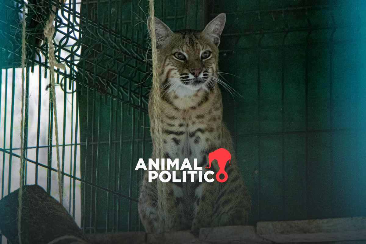 Los linces vendidos como gatos domésticos que son rehabilitados en un centro de rescate en México