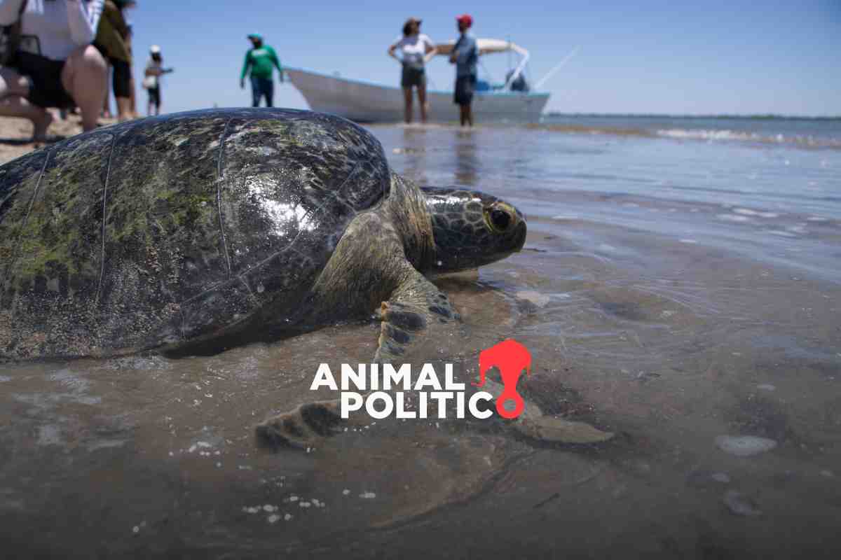 Cosme transformó su vida y la de Bahía de Kino tras conocer el llanto de las tortugas; cuida a 900