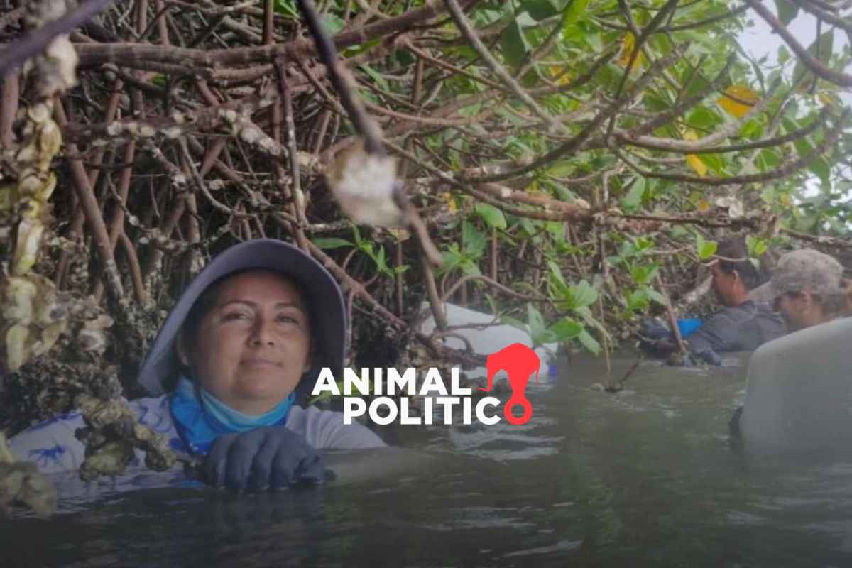 Lobas del Manglar: mujeres asumen el liderazgo para defender la pesca artesanal en Sinaloa