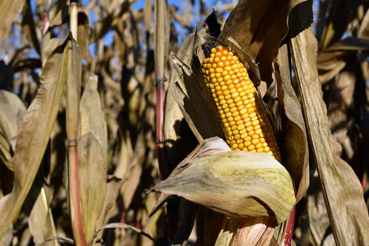 Estudio revela que el maíz surgió hace más de 5,400 años en lo que hoy es Puebla