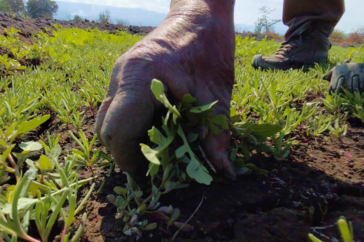 Deshierbe manual en los campos de romeritos, se quita una por una la maleza