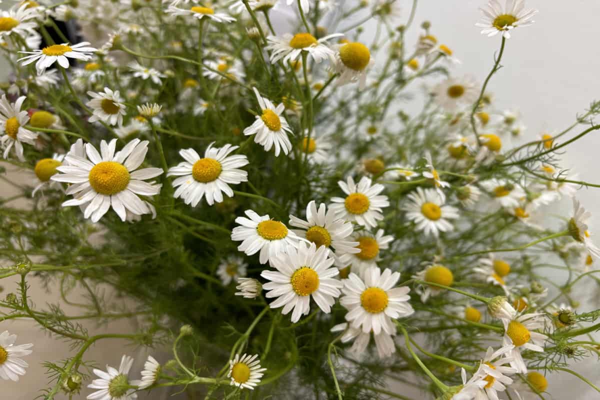 Venta de manzanilla para cuaresma.