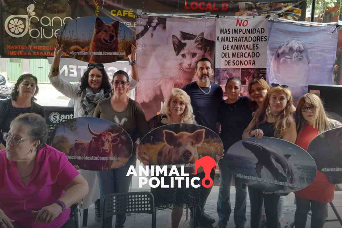 Activistas y rescatistas convocan a marcha en CDMX por los derechos de los animales: checa ruta