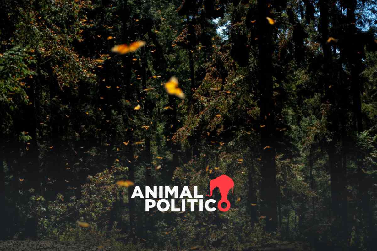 Presencia de mariposa monarca en reservas disminuye; crisis climática entre las causas